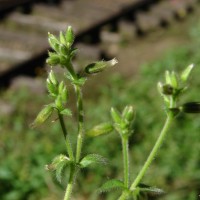 Cerastium glomeratum Thuill.